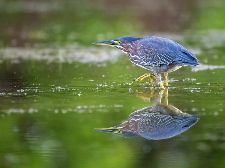 Green Heron Stalk
