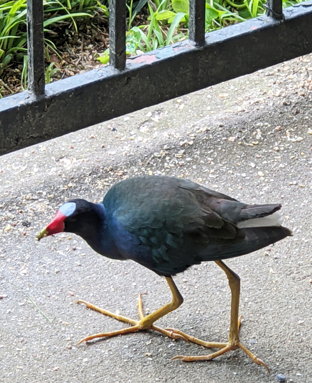 American Purple Gallinule visits my Houston patio, May 2021