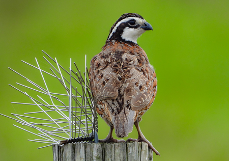 Summer Bobwhite