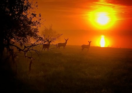 Majestic Sunrise