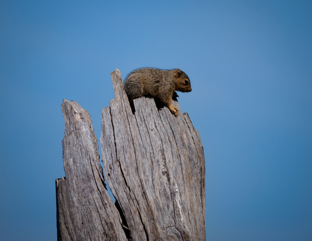 Squirrel