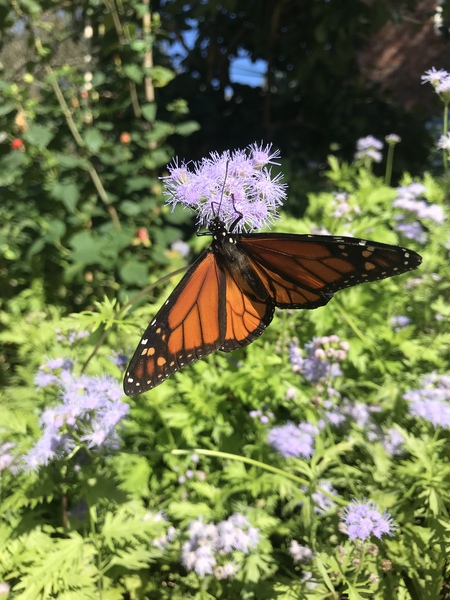 Courting the Garden