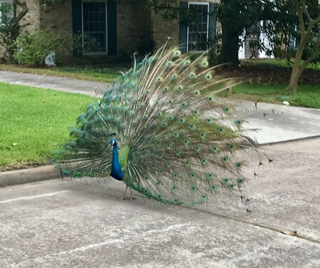 Wild Peacocks live in our neighborhood