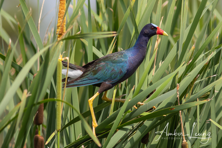 Purple Gallinule
