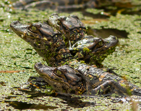 Alligator Siblings