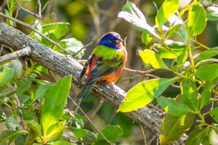 Painted Bunting