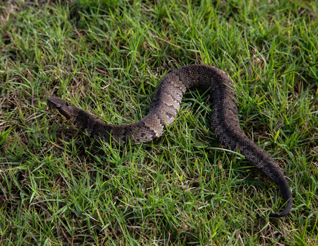 Cottonmouth on the Move