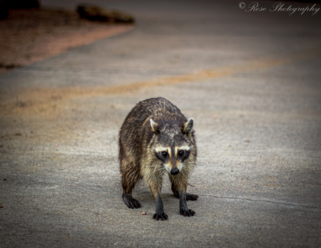 Baby Raccoon 