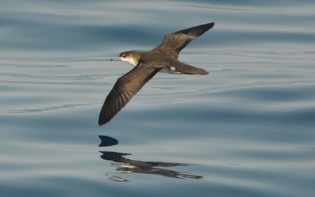 Audubon's Shearwater