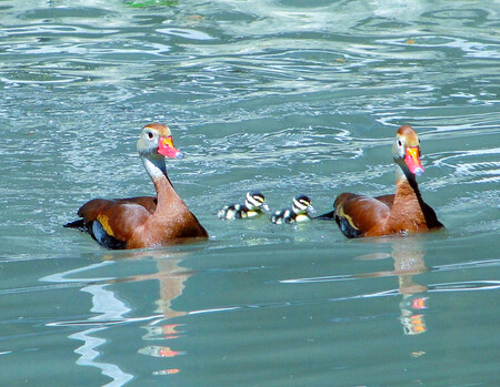 Mom, pop and the kids