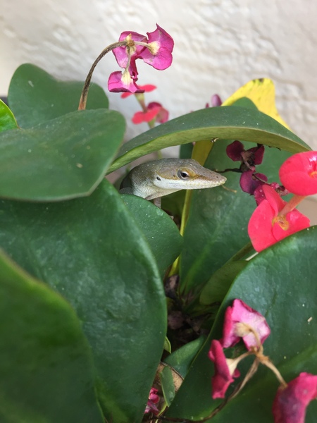 Jurassic Park in a flower pot