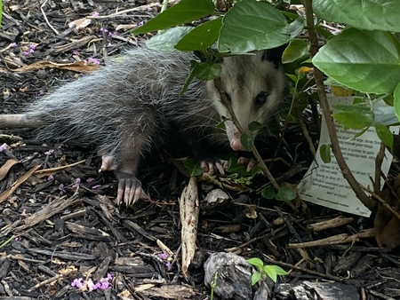 There’s a ‘possum in my hibiscus 🌺!