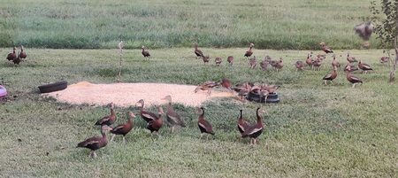 Black Bellied Whistling Ducks for dinner