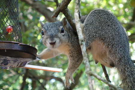 Will Model for Birdseed 