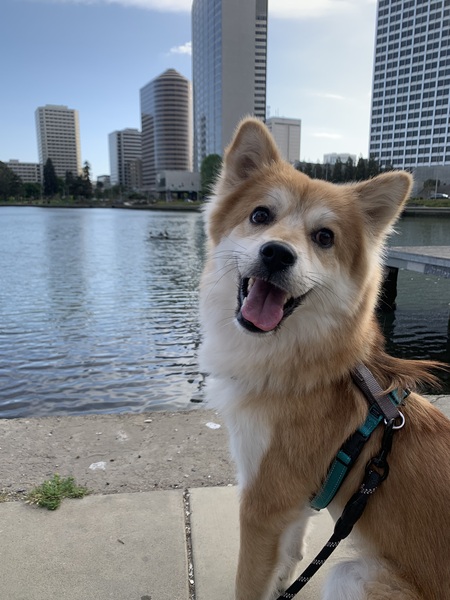 Bo