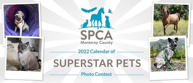 The Spca For Monterey County 2022 Calendar Of Superstar Pets Photo Contest Aspca Calendar 2022