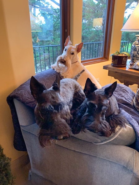 Mack, Maddie & Millie - The Three Scotties 