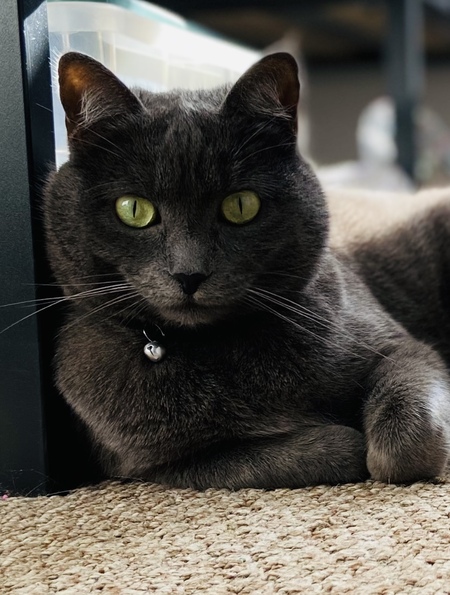 Gracie
