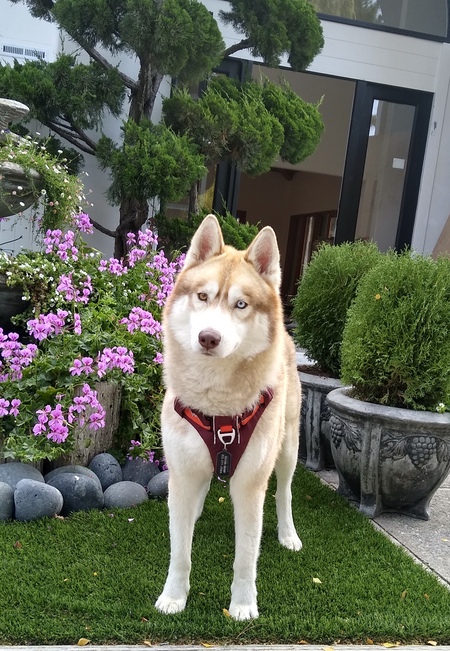Big boy Bruno