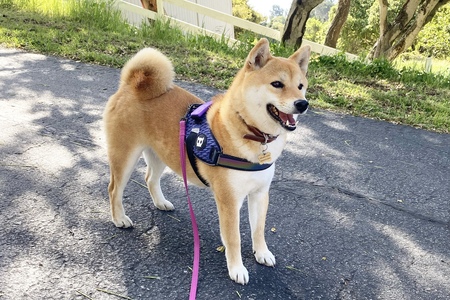 Hana 