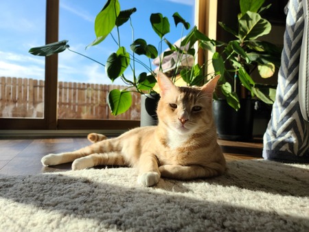 Tabby