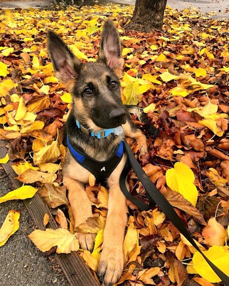 Kuma