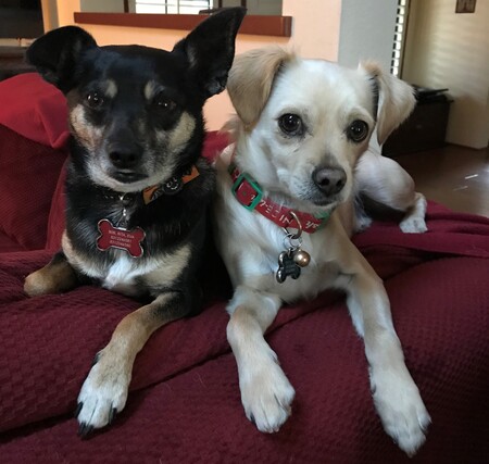Rio (left) and BooBoo (right)