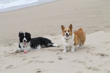 Lucky and Micky