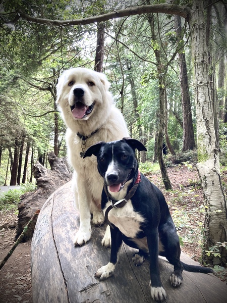 Eko and Odessa
