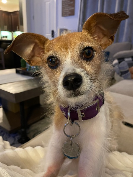 Bailey Love