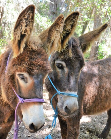 Momma Arna & Daughter Rambo Reba