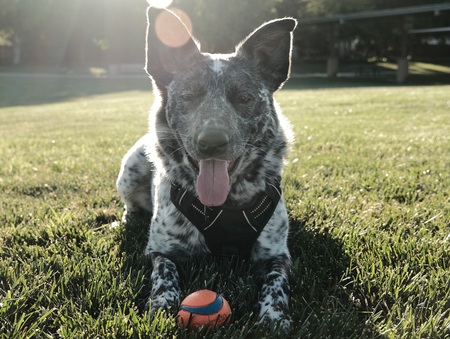 Milo