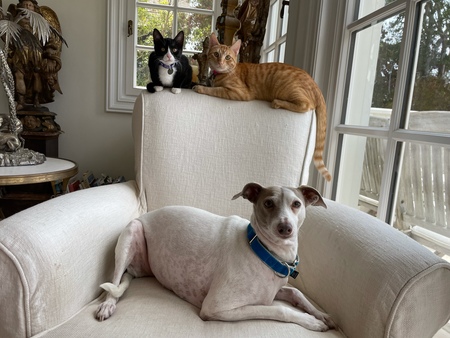 Czarina, Pandalina, & Contessa