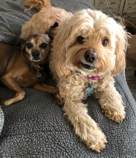 Buddy and Sama