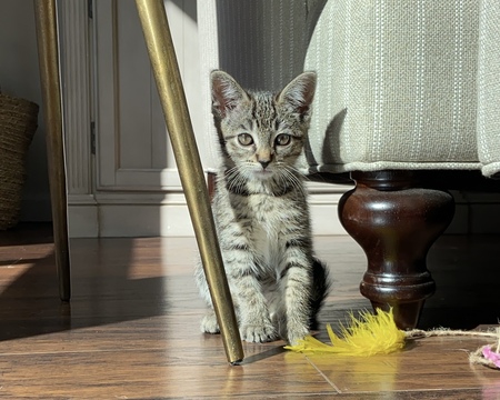 Kiki