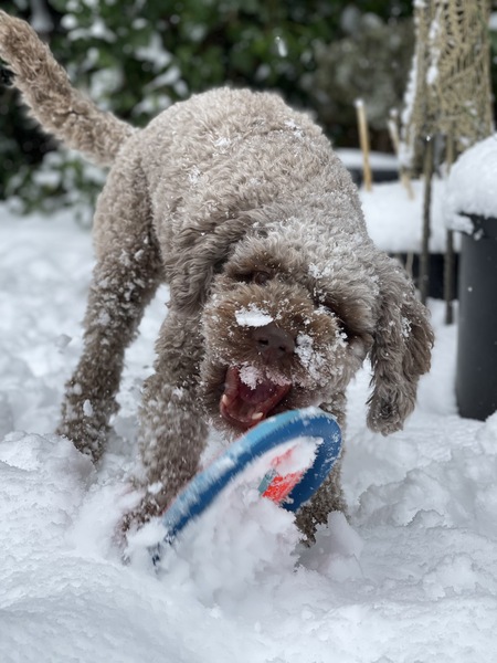 Elvis Enjoys The Snow - Winter 2.0