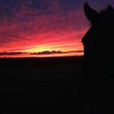 Entry image for "Zippy" the Wild Mustang