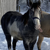 Entry image for Milo