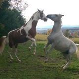 Entry image for Apache and Prince