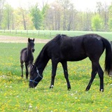 Entry image for Mary and foal