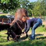 Entry image for Bronco Billy