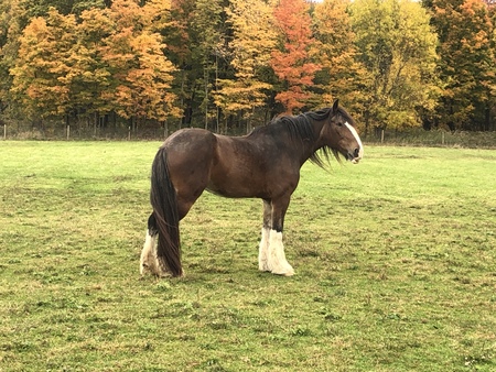 Entry image for Lady Cydric. Clicking this image will show a larger photo
