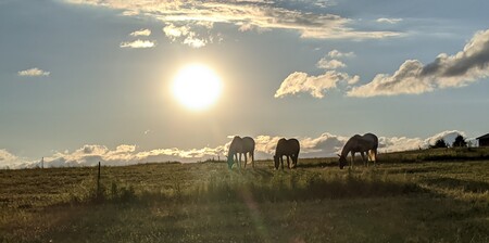 Entry image for 3 Amigos, Frank, Spirit & Zippy. Clicking this image will show a larger photo