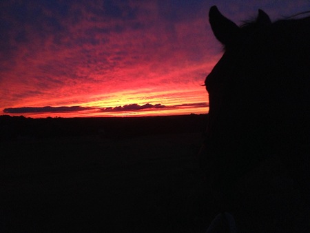 Entry image for "Zippy" the Wild Mustang. Clicking this image will show a larger photo
