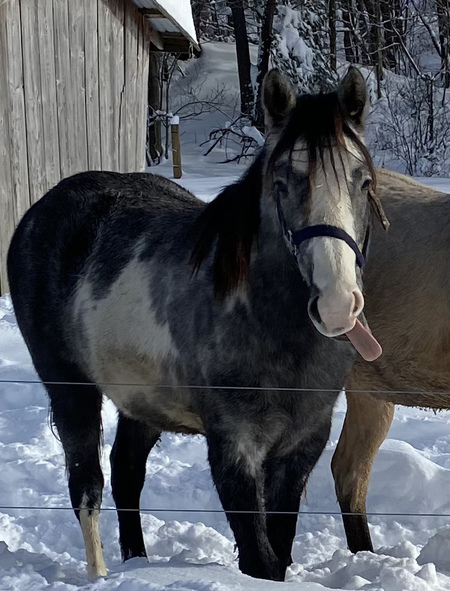 Entry image for Milo. Clicking this image will show a larger photo