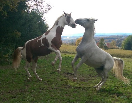 Entry image for Apache and Prince. Clicking this image will show a larger photo