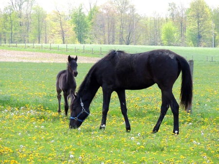 Entry image for Mary and foal. Clicking this image will show a larger photo