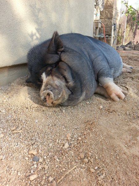 Ophelia Mi Bacon