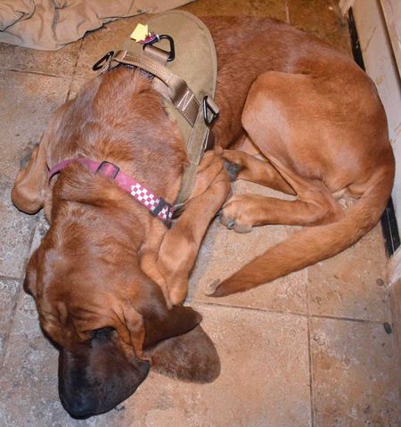 Bubu the bloodhound