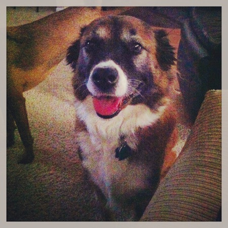 Mischa